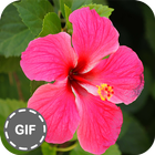 Flower GIF Collection icon