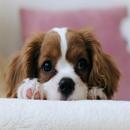 Dogs and puppies wallpaper |8k APK