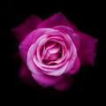 flowers floral HD wallpaper