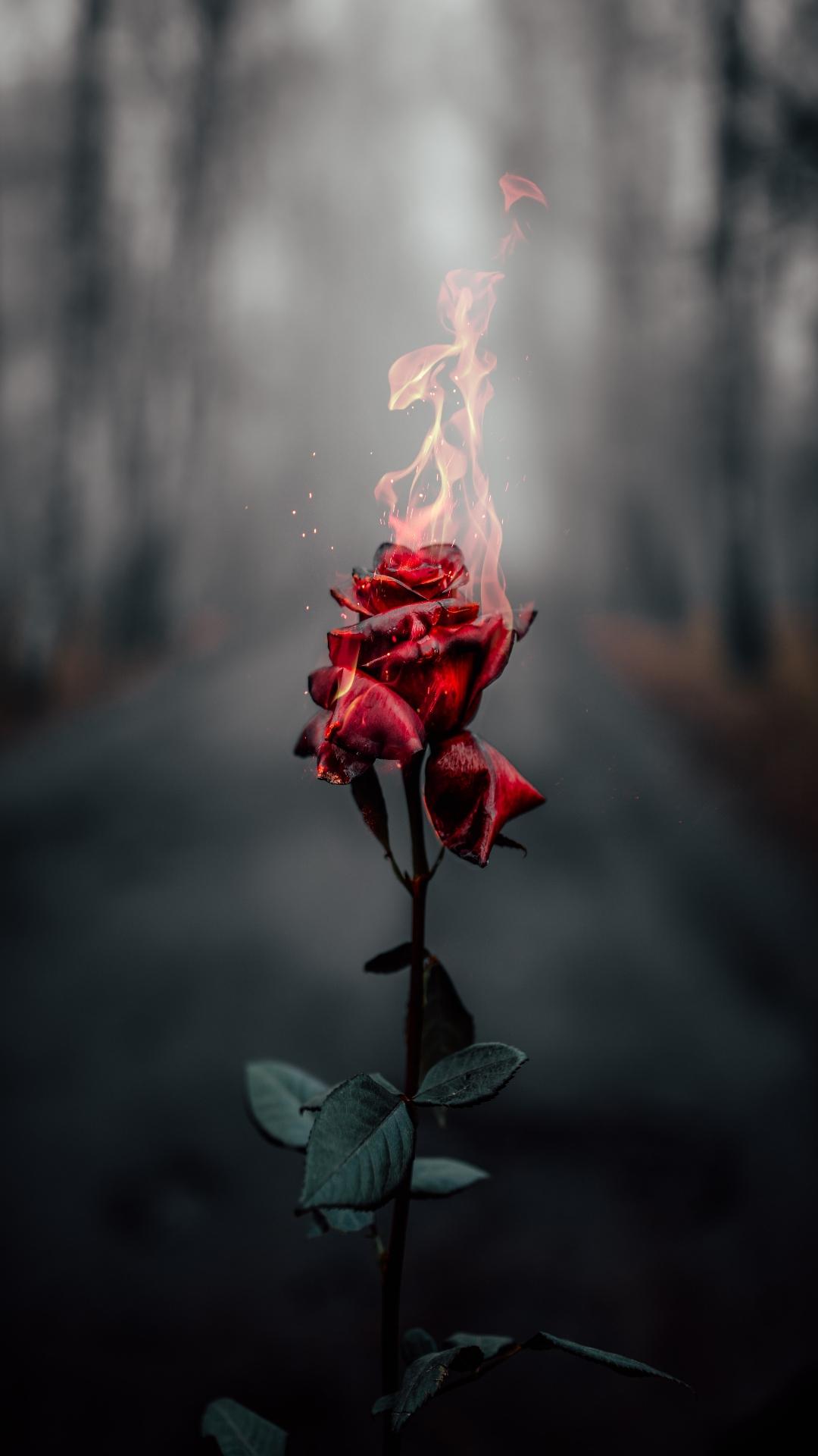 Rose Wallpaper Hd Rose Flower Images For Free Pour Android Telechargez L Apk