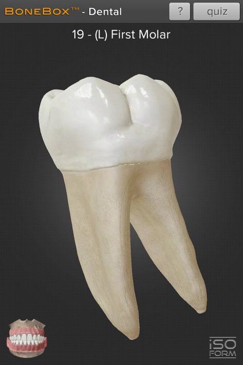 BoneBox™ - Dental Lite screenshot 2