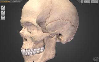BoneBox™ - Skull Viewer 海报