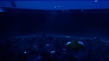 Guide for i am fish escap bowl imagem de tela 2