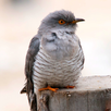 Cuckoo APK