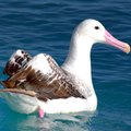 Albatross