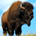 Bison
