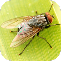 Fly