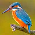 Kingfisher