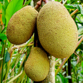 Jackfruit