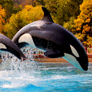 Orca Whale APK