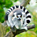 Lemur