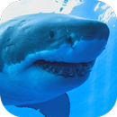 APK Shark