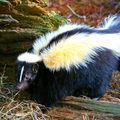 Skunks