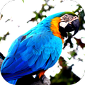 Parrot