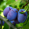 Plum APK