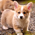 Puppy
