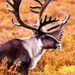 Reindeer biểu tượng