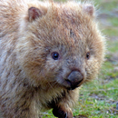 APK Wombat
