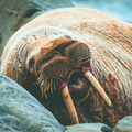 Walrus