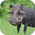 Warthog
