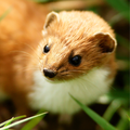 Weasel