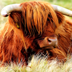 Yak APK