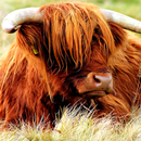 Yak APK