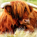 Yak