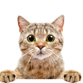 Catch the Cat