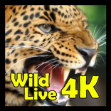 ”Wild Animal 4K Live Screen