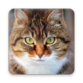 Cat Wallpaper
