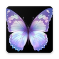 Butterfly Wallpaper