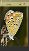 Butterfly Wallpaper captura de pantalla 2