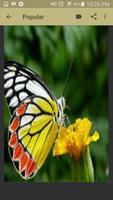 Butterfly Wallpaper capture d'écran 3