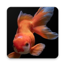 Fish Wallpaper APK