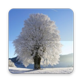 Winter Wallpaper