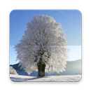 Winter Wallpaper APK