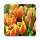 Tulips Wallpaper APK