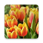 Tulips Wallpaper-icoon