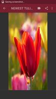 Tulips Wallpaper ภาพหน้าจอ 1