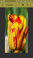 Tulips Wallpaper تصوير الشاشة 2