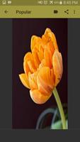 Tulips Wallpaper ภาพหน้าจอ 3