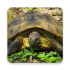 Turtle Wallpaper HD آئیکن