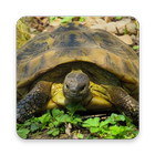 Turtle Wallpaper HD иконка