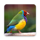 Birds Finch Wallpaper HD APK