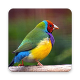 Birds Finch Wallpaper HD ikon