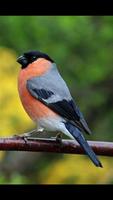 Birds Finch Wallpaper HD syot layar 1