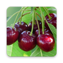 Cherry Fruit Wallpaper HD APK