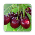 Cherry Fruit Wallpaper HD أيقونة