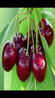 Cherry Fruit Wallpaper HD تصوير الشاشة 2